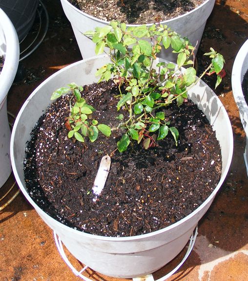 Duchesse de Brabant photo 2013_05070018_zps99db9a27.jpg